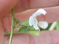 Two-Flowered Leucas